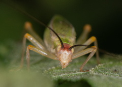Oecanthus