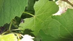 Capsodes flavomarginatus