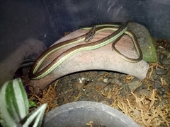 Dendrelaphis marenae