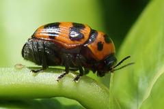 Cryptocephalus trifasciatus