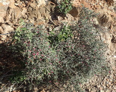 Indigofera obcordata