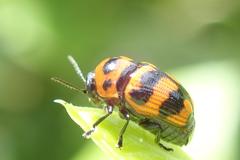 Cryptocephalus trifasciatus