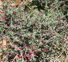 Indigofera obcordata