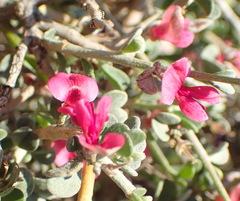 Indigofera obcordata