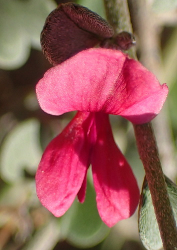 Image of Indigofera obcordata by (c) Nicola van Berkel, some rights reserved (CC BY-SA)