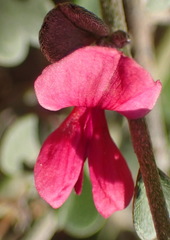 Indigofera obcordata