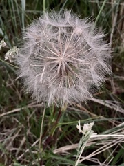 Tragopogon pratensis