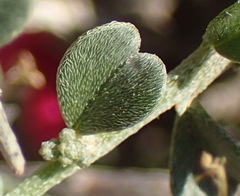 Indigofera obcordata