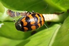 Cryptocephalus trifasciatus