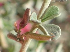 Indigofera obcordata