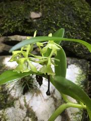 Epidendrum chlorocorymbos