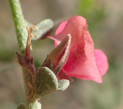 Indigofera obcordata