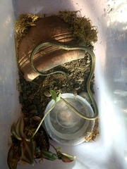 Dendrelaphis marenae