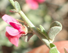 Indigofera obcordata