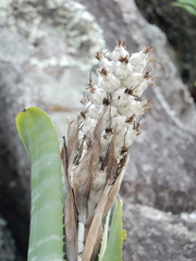 Billbergia