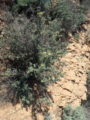 Lotononis dahlgrenii