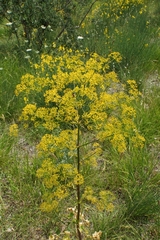 Opopanax chironium