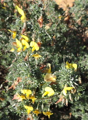 Lotononis dahlgrenii