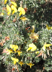 Lotononis dahlgrenii