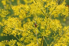 Opopanax chironium
