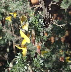 Lotononis dahlgrenii