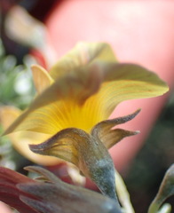 Lotononis dahlgrenii