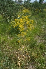 Opopanax chironium