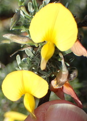 Lotononis dahlgrenii