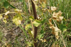 Opopanax chironium