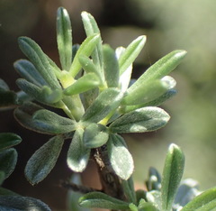 Lotononis dahlgrenii