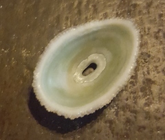 Fissurella virescens