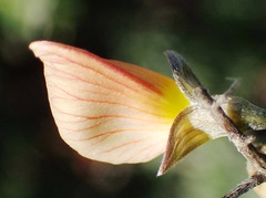 Lotononis dahlgrenii