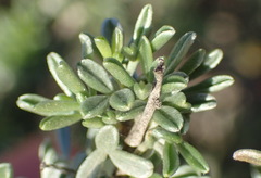 Lotononis dahlgrenii