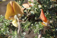 Lotononis dahlgrenii