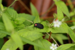 Pyrocoelia formosana