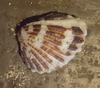 Cardites laticostatus - Photo (c) Frank Izaguirre, some rights reserved (CC BY-NC), uploaded by Frank Izaguirre