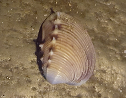 Veneridae image