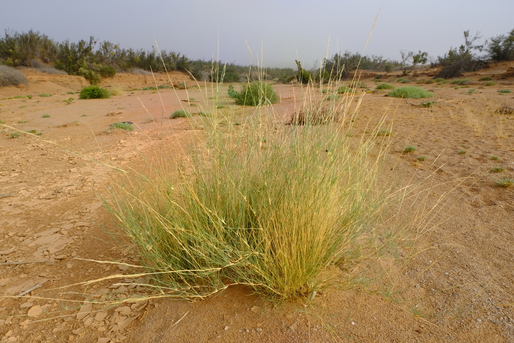River Bushman Grass