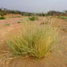 River Bushman Grass - Photo (c) Nick Helme, some rights reserved (CC BY-SA), uploaded by Nick Helme