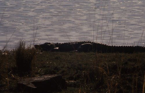 Crocodylus palustris