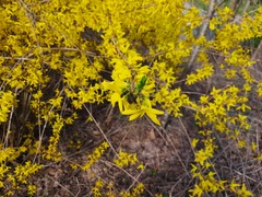 Forsythia suspensa