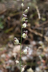 Streptanthus glandulosus secundus