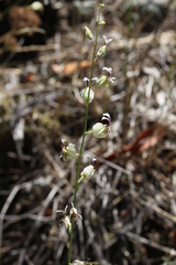 Streptanthus glandulosus secundus