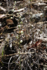 Streptanthus glandulosus secundus