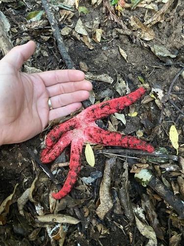 devil's-fingers