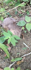 Calvatia lilacina