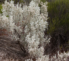 Atriplex nummularia