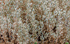 Atriplex vesicaria