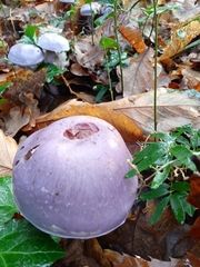 Cortinarius contulmensis