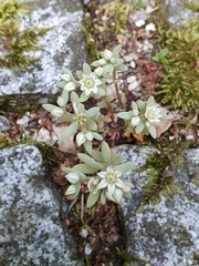 Sedum hispanicum